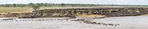 Drucke von Panorama, Die Große Wanderung, Riesige Herden von Gnus (Connochaetes taurinus) springen in den Mara-Fluss und schwimmen auf die andere Seite, Serengeti, Tansania Wildebeest Drucke: Panorama, Die Große Migration