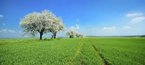 Deciduous Tree Blossoms Europe Drucke: Panorama, green fields in spring