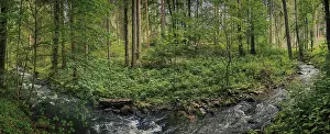 Waterfall In Southern Germany Drucke: Panorama, A quiet river flows through a dense