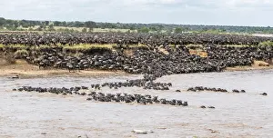 Blue Wildebeest Swimming Drucke: Panorama, river crossing during the Great Migration