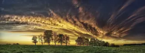 Overcast Sky Panoramic Image Drucke: Panorama, row of trees in the approach of a cloud front