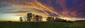 Panorama Of Trees In Flight Drucke: Panorama, row of trees in the approach of a cloud front