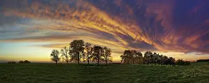 Panorama Of Trees In Flight Drucke: Panorama, row of trees in the approach of a cloud front