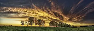Panorama Of Trees In Flight Drucke: Panorama, row of trees in the approach of a cloud front