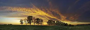 Cloudy Panoramic View Drucke: Panorama, row of trees in the approach of a cloud front