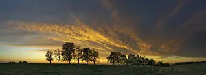Panorama Of Trees In Flight Drucke: Panorama, row of trees in the approach of a cloud front