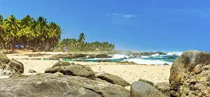 Tropical Palm Tree Scenery Drucke: Panoramic image of coconut trees