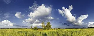 Bavaria Panorama Drucke: Panoramic view of meadows and some trees