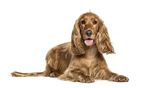 Studio Shot Dog Drucke: Panting English cocker spaniel lying