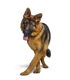 Alsatian Dog Breed Drucke: Panting german shepherd walking to the camera