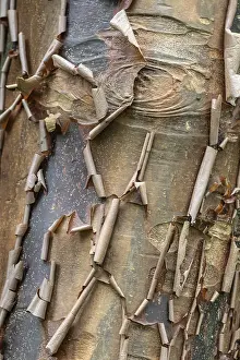 Emsland Landscape Drucke: Paperbark maple (Acer griseum)