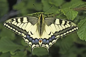 Swallowtail Butterfly Images Drucke: Papilio machaon, swallowtail