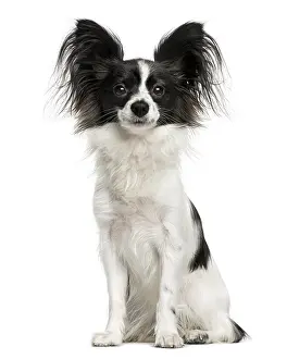Studio Shot Of A Pet Drucke: Papillon sitting in front of a white background