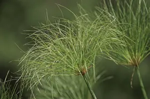 Hydrophytic Plant Species Drucke: Papyrus (Cyperus papyrus)