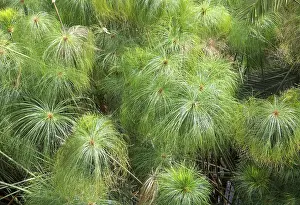 Drucke von Papyrus-Schilfrohr (Cyperus papyrus), Fonte Aretusa, Provinz Syrakus, Sizilien, Italien Syrakus Drucke: Papyrus-Segge (Cyperus papyrus)