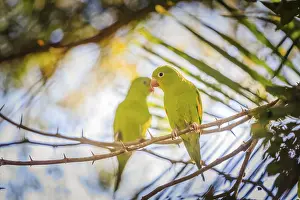 No People Bird Photography Drucke: Two parakeets (Melopsittacus undulatus) on the tree