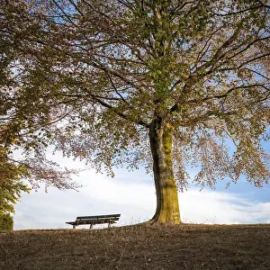Deserted Park Bench Drucke: Park bench under an autumn tree