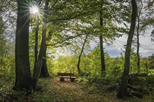 Autumn Forest Scenery Drucke: An empty park bench in the forest