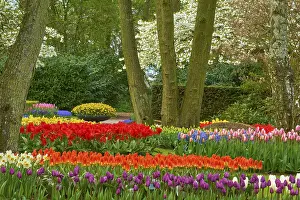 Flower Fields Netherlands Drucke: Park with blooming flower fields