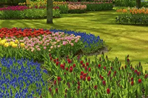 Flower Fields Netherlands Drucke: Park with blooming flower fields