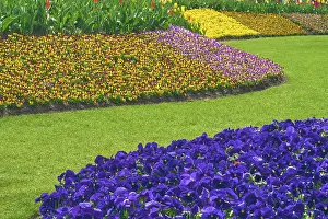 Keukenhof Gardens Drucke: Park with flower fields, spring