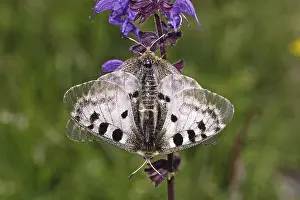 Wildlife Photography Couple Drucke: Parnassius apollo, Apollo, copula (mating)