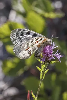 Rare German Butterflies Drucke: Parnassius apollo viningensis, Apollo