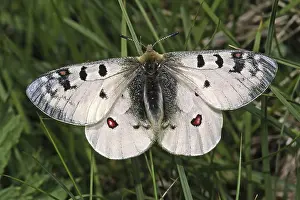 Natural Habitat Wildlife Drucke: Parnassius Phoebus, Alpine Apollo