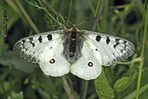 Deserted Habitat Images Drucke: Parnassius Phoebus, Alpine Apollo