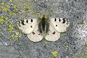 Natural Environments Photos Drucke: Parnassius Phoebus, Alpine Apollo