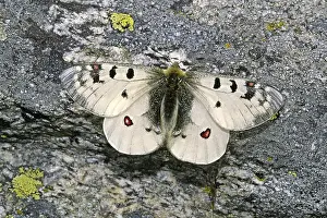 Butterfly Lepidopteran Species Drucke: Parnassius Phoebus, Alpine Apollo