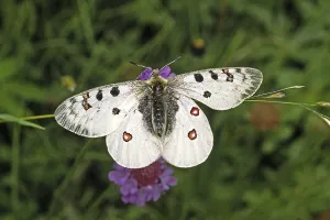 Swallowtail Butterfly Species Drucke: Parnassius Phoebus, Alpine Apollo