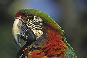 Animal Head Shot Drucke: Parrot