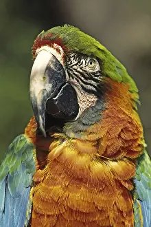 Animal Head Shot Drucke: Parrot
