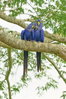 Brazilian Wildlife Drucke: Two parrots, close together on a branch