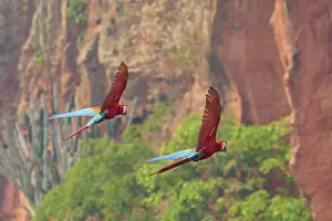 Steep Cliff Landscape Photo Drucke: Two parrots fly past steep cliffs