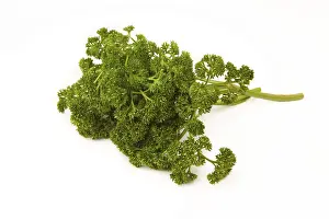 Indoor Leafy Plant Drucke: Parsley