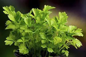 Umbellifer Plants Drucke: Parsley