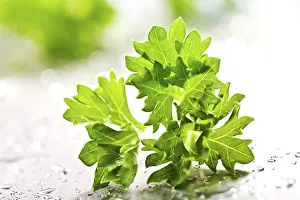 Indoor Plant Photography Drucke: Parsley
