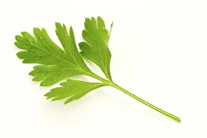 Vegetable Details Drucke: Parsley