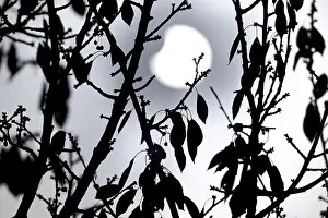 Solar Eclipse Germany Drucke: Partial solar eclipse on 25. 10