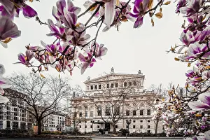 Drucke von Ein teilweise verwelkter Baum, Magnolie, Magnolie, hinter der alten Oper Frankfurt, Frankfurt, Hessen, Deutschland Oper Drucke: Teilweise verwelkter Baum, Magnolie.
