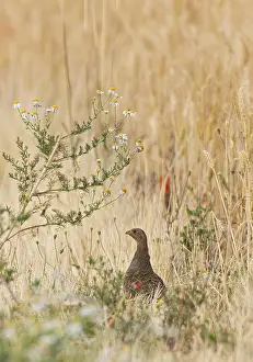 Drucke von Wachtel (Perdix perdix) weiblich steht allein in farbenfrohen Blütenstreifen von Mohn und Kamille an der Kante eines Feldes neben einem Getreidefeld im Sommer, Hessen, Deutschland Rebhuhn Drucke: Wachtel (Perdix perdix)
