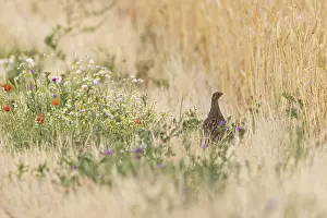 Drucke von Perdix perdix weiblich stehend allein in farbenfrohen Blütenstreifen von Mohn und Kamille am Rande eines Feldes neben einem Getreidefeld im Sommer, Hessen, Deutschland Rebhuhn Drucke: Wildtaube (Perdix perdix)