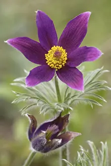 Pasque Flower Drucke: Pasque flower