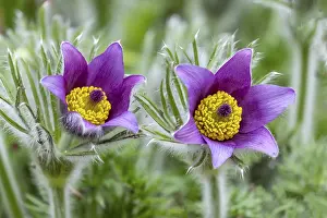 Pasque Flower Drucke: Pasque flower