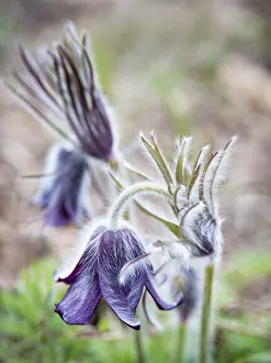 Springtime Flowers Drucke: Pasqueflower blooming in Spring