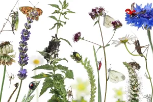 Close Up Insect Detail Drucke: Pastoral composition of many different insects