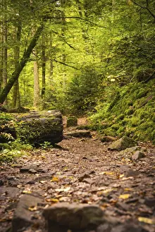 Black Forest Landscape Photo Drucke: Path through the autumn forest