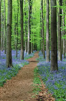 Springtime Nature Photography Drucke: Path through beech forest with Bluebells in spring
